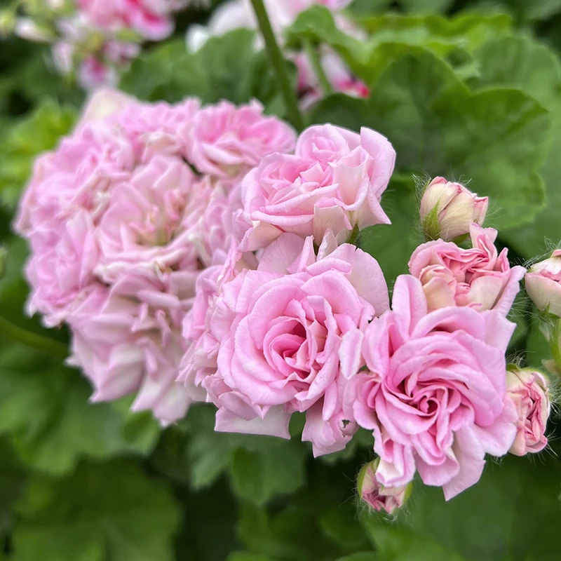 惠惠的花园直立天竺葵白鼠玫瑰花型易养勤花阳台花卉盆栽