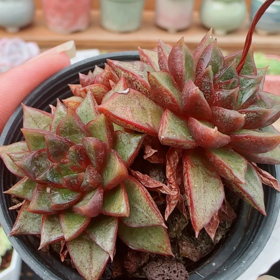 花语逸镜0925-200朱雀