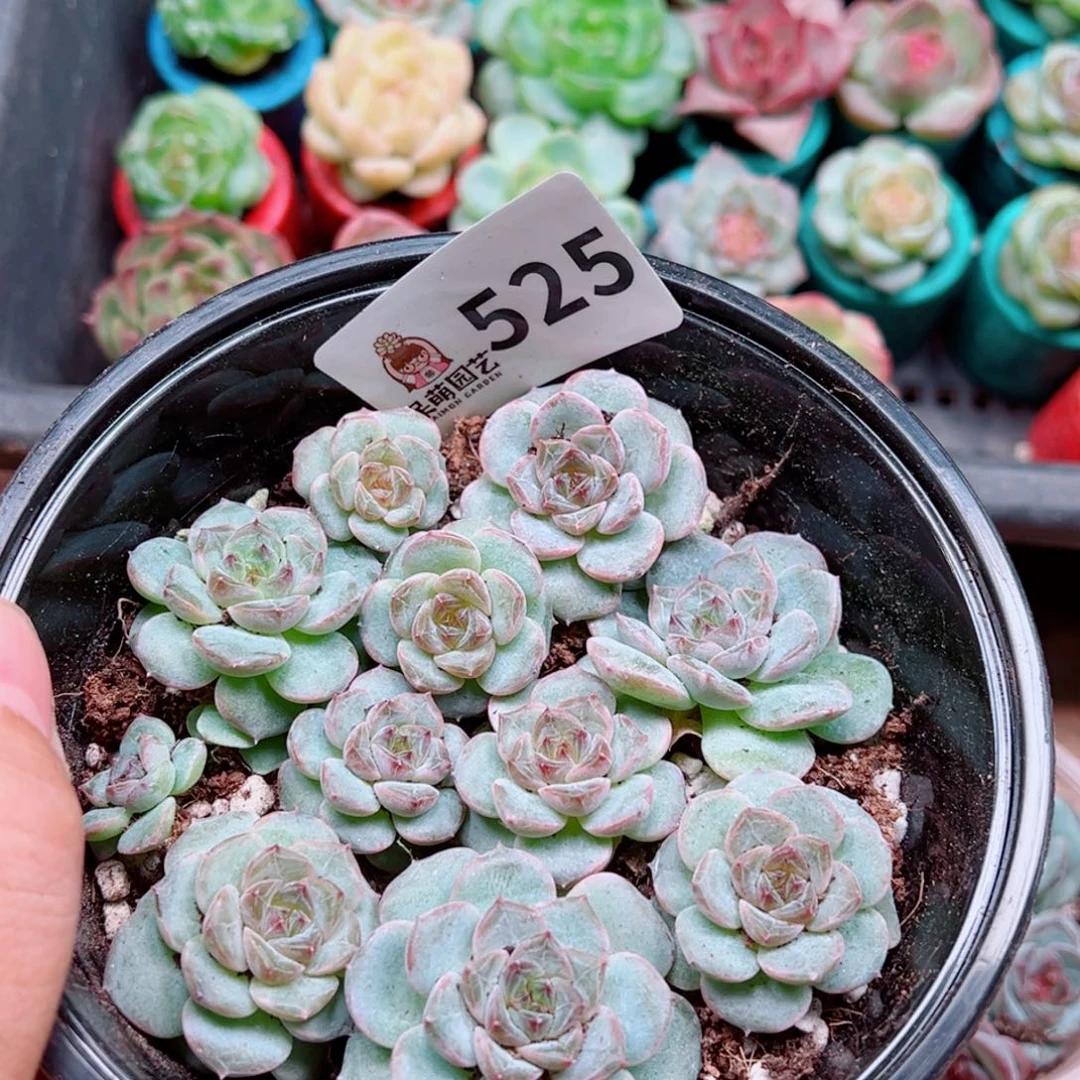多肉植物多肉植物
