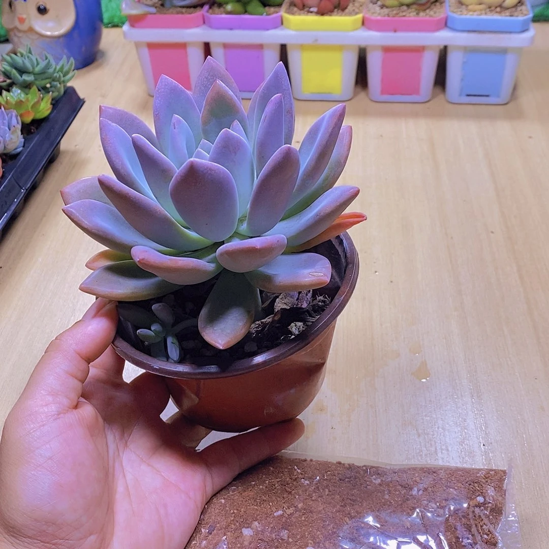 无花朵多肉植物奥普琳娜120