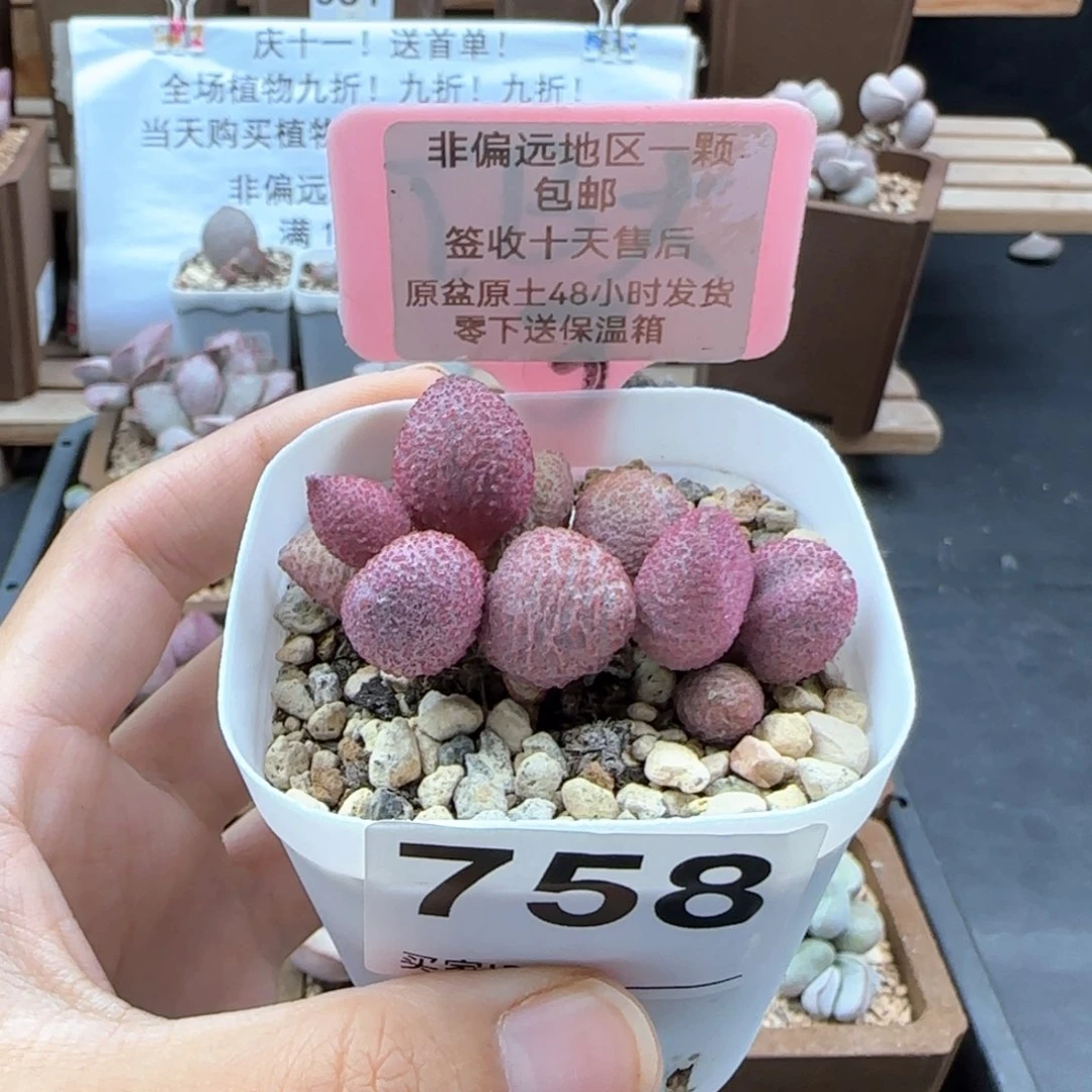 758糖果多肉植物