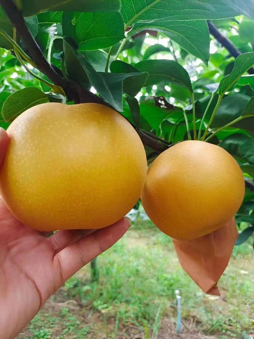 2025秋月梨新鲜现摘脆甜多汁皮薄当季水果原产地直发 木栓3个以内