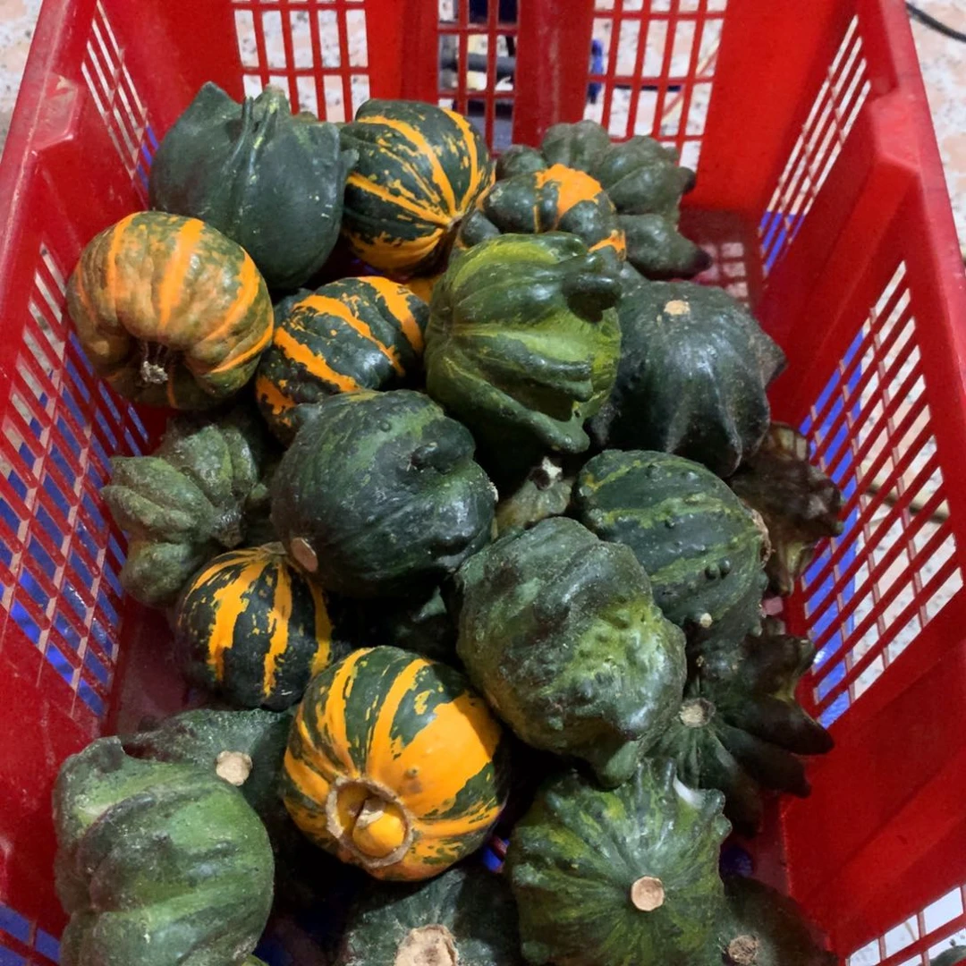 裸***鸦墨西哥葫芦！！！！！！！！