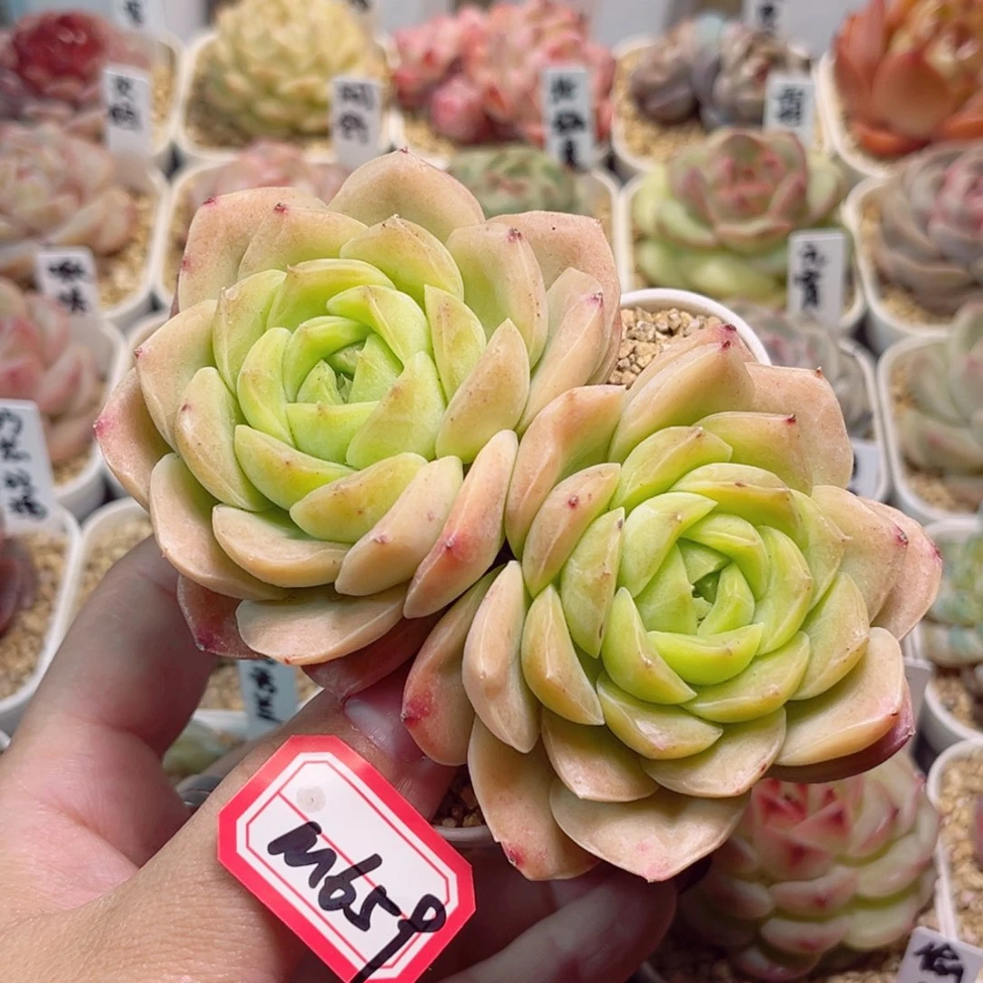 M659一物一拍 宝宝绿