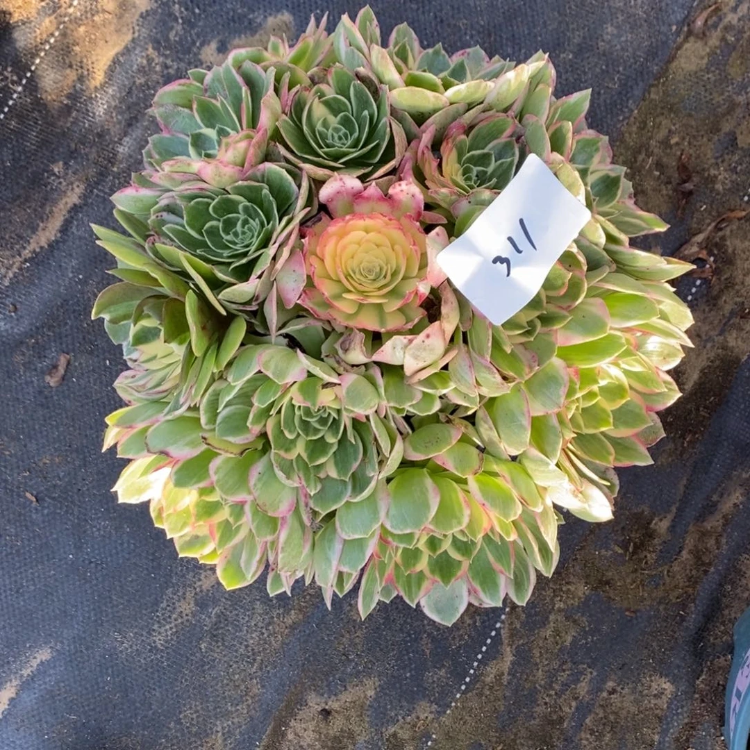 完全开放311号海先多肉1颗多肉