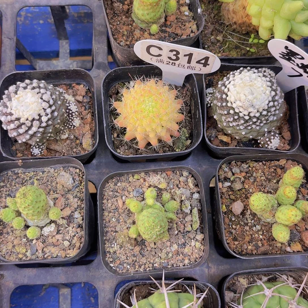 ?****子C314仙人球一物一拍