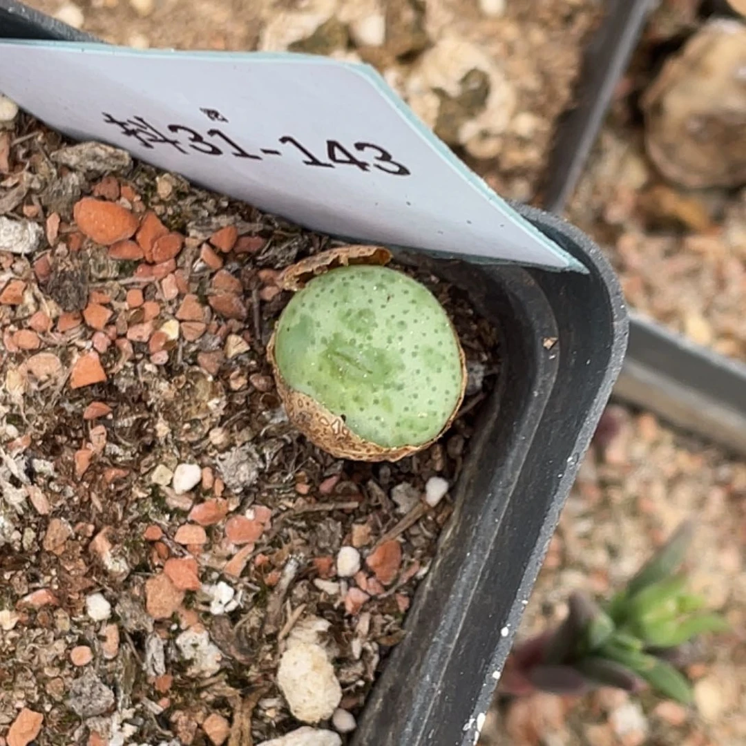 啥**说31-143饼多肉植物