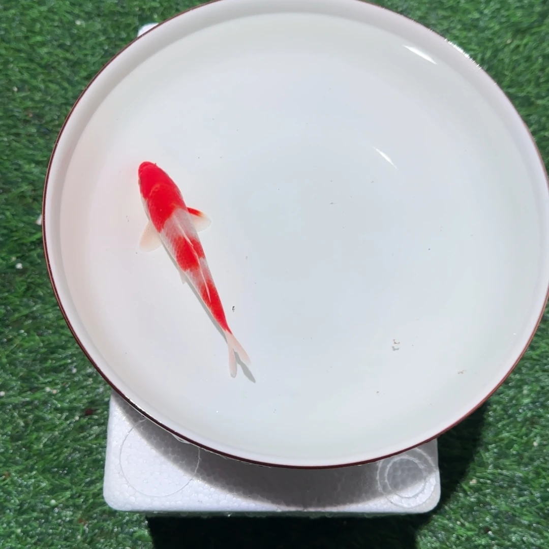 锦鲤锦鲤 观赏鱼 锦鲤