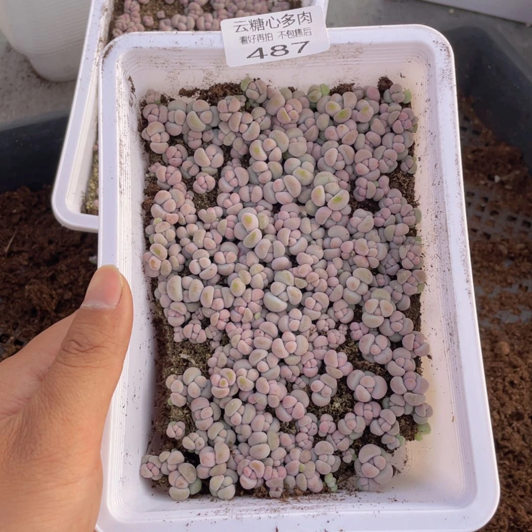 云糖心多肉植物487