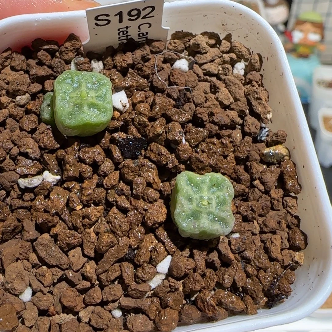 肉锥多肉植物组合-方烧一盆481