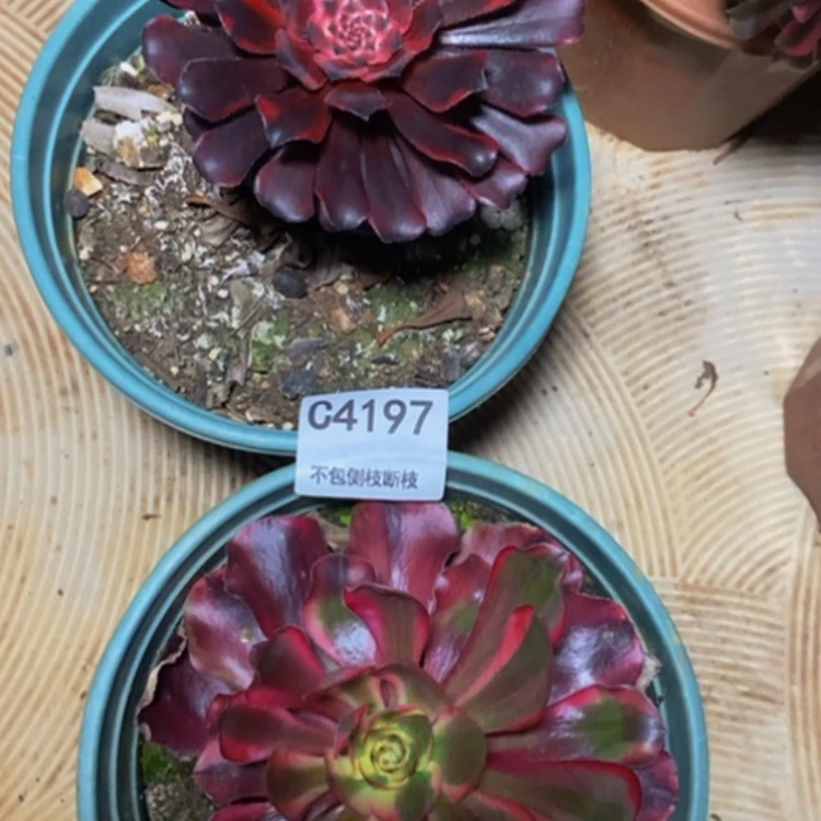 【闪购商品】4197两棵多肉