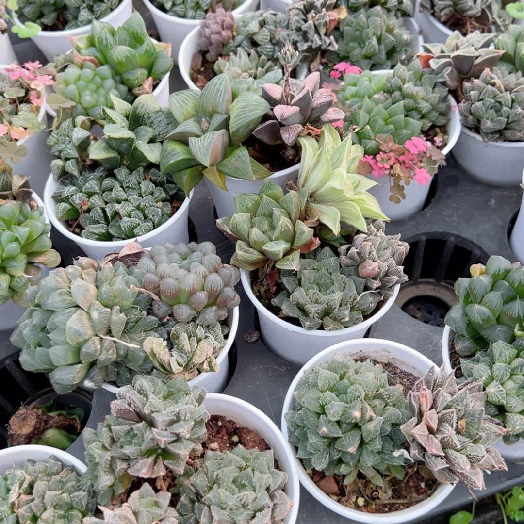 万象盆组合多肉植物一颗