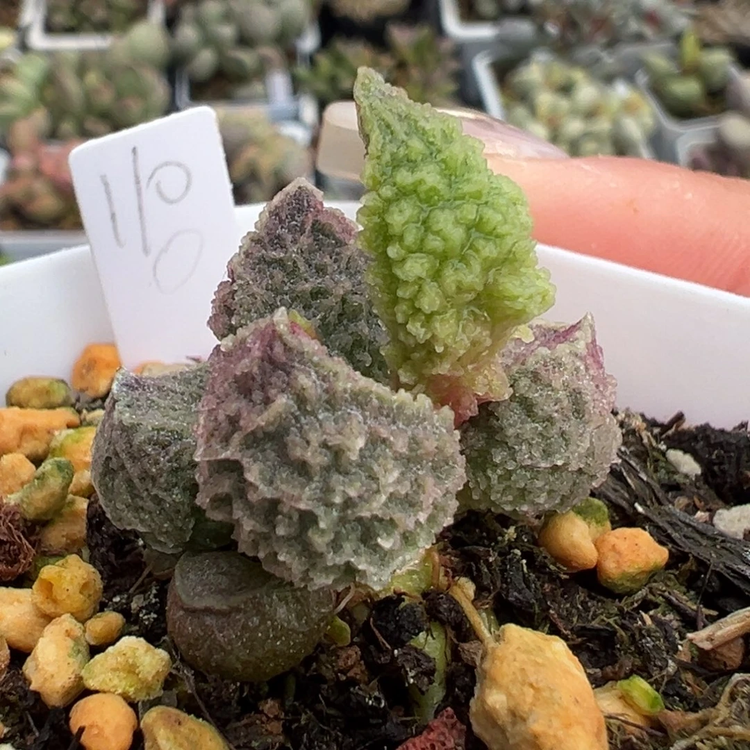 48实生新品紫粉色冰锥纹