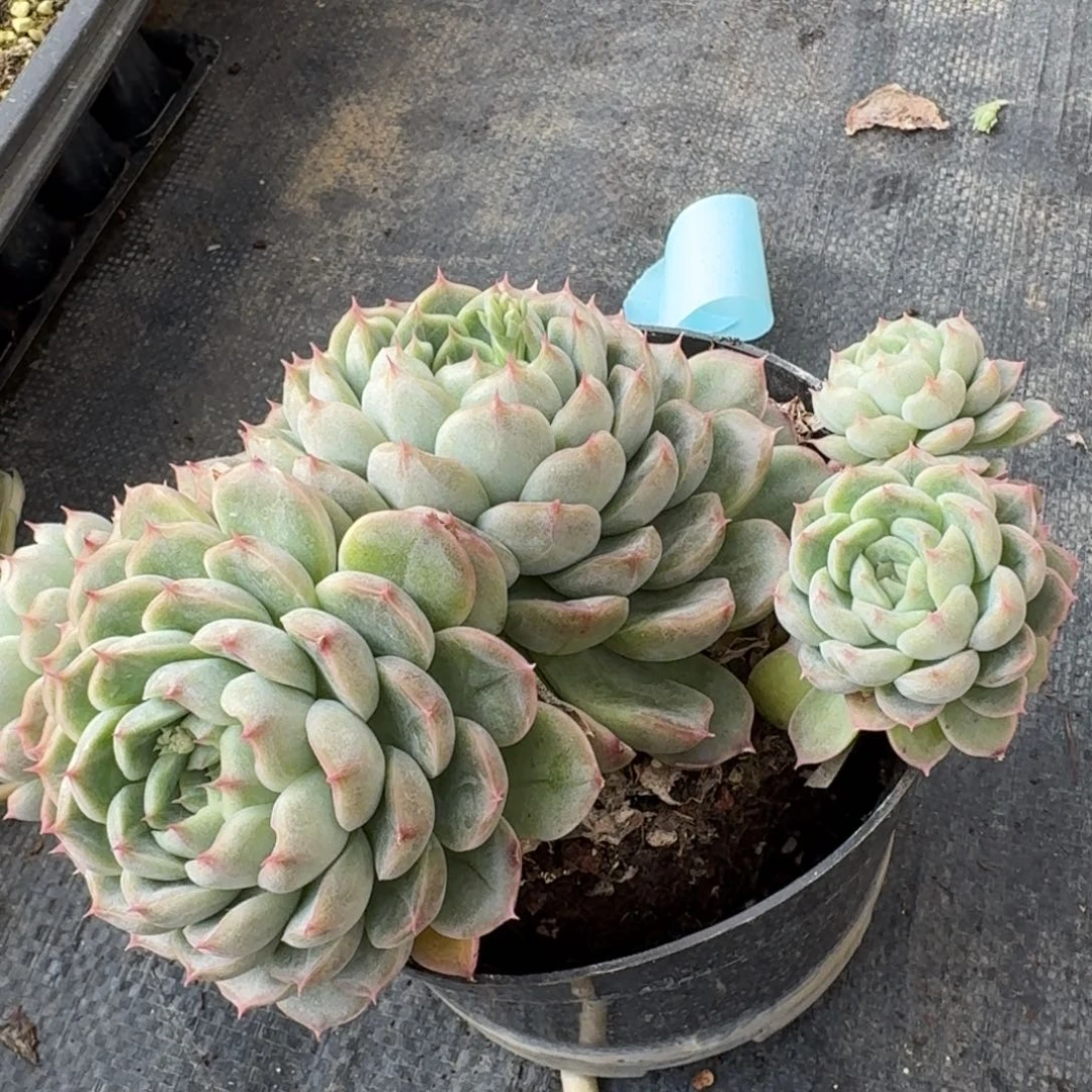 多肉杂交一物一拍24-86