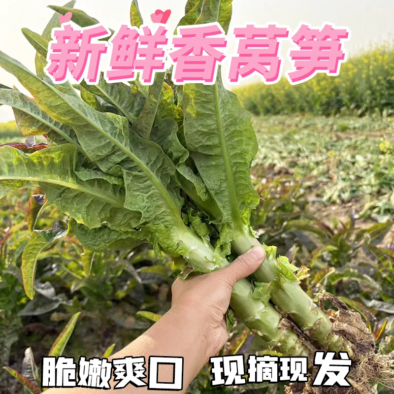 湖北新鲜莴笋绿心青笋薄皮莴苣当季时令蔬菜农家现发火锅配菜