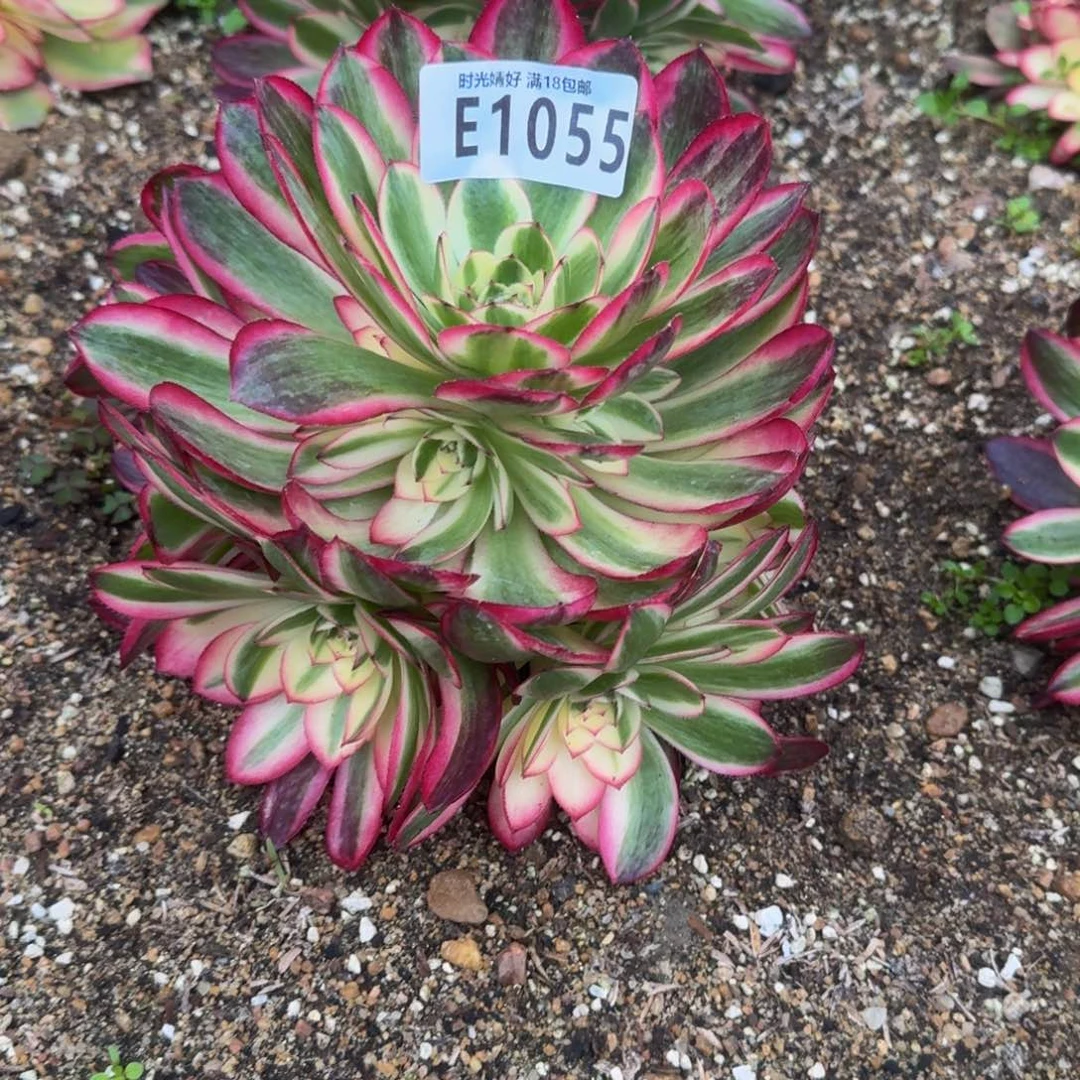 风**絮1055荔枝寄养到秋