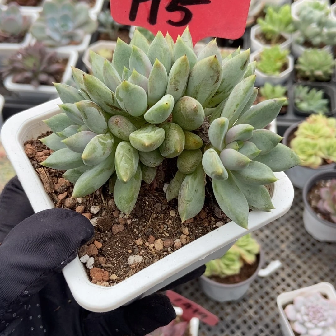 5红象牙多肉植物多破了