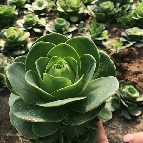 鸡蛋玫瑰一棵多肉38