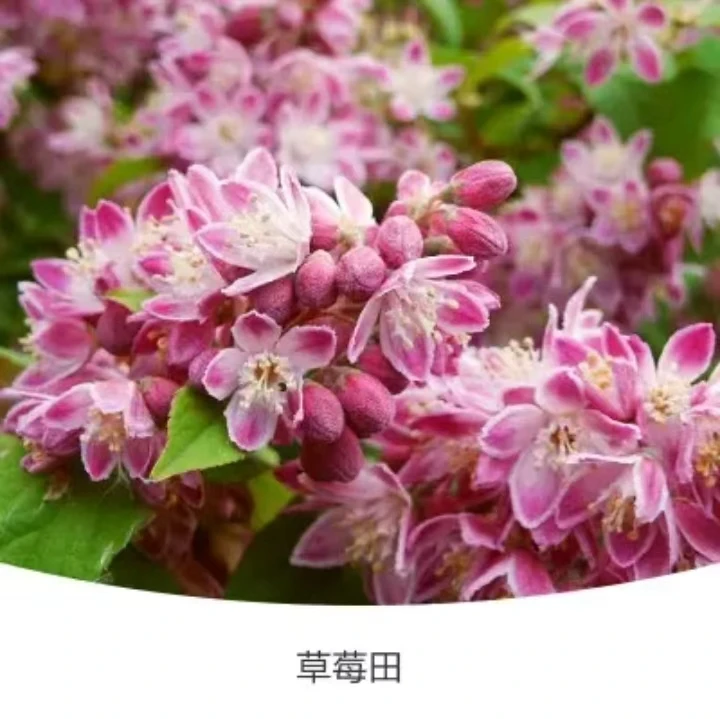 【四年老桩草莓田】精选溲梳雪樱花盆栽阳台庭院地栽多年生爆花机器