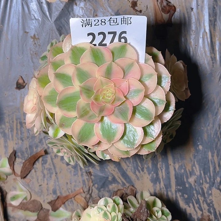 水***青2276倾城多肉植物保护