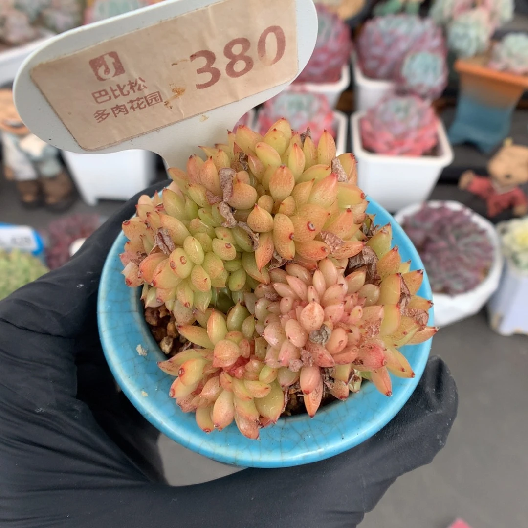 380 冬云缀多肉多肉