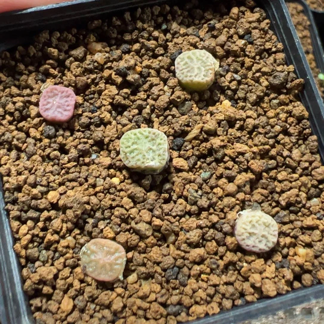 29-03量拍PVb9479超级烧麦一颗