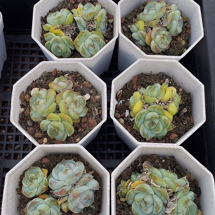 胖虎群带盆土发货