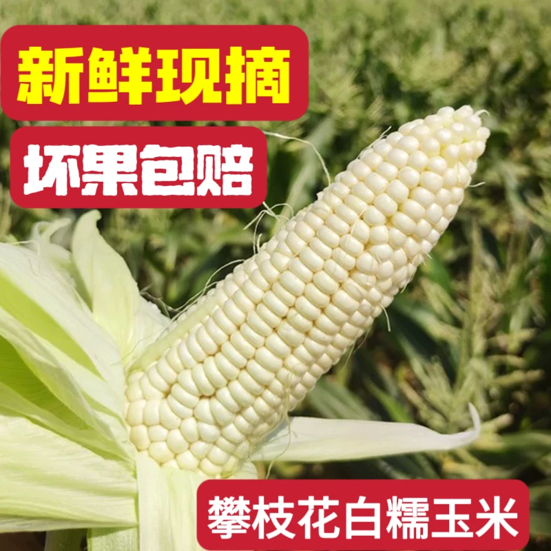 正宗攀枝花白糯玉米应季新鲜水果蔬菜香甜带壳新鲜采摘