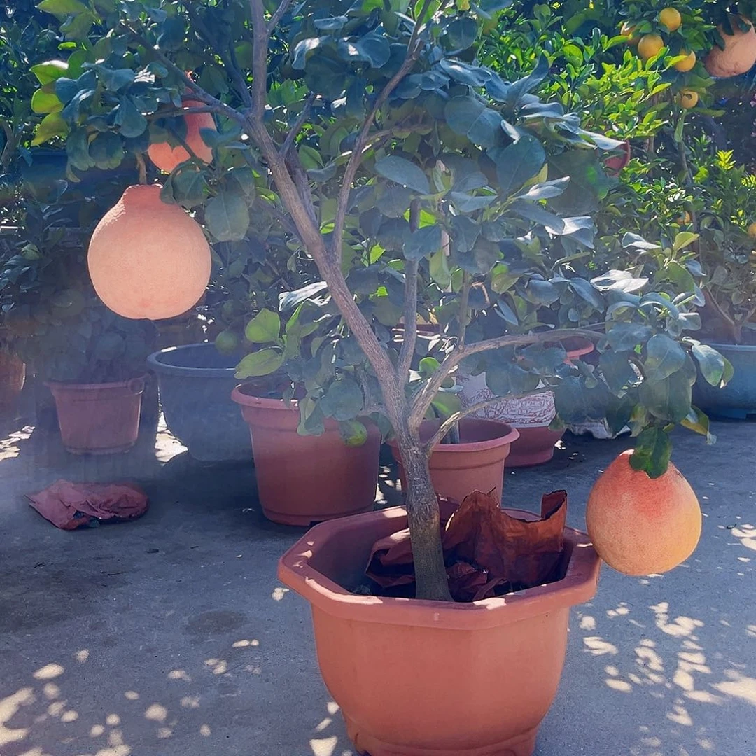 奔***下无花朵257999864347999