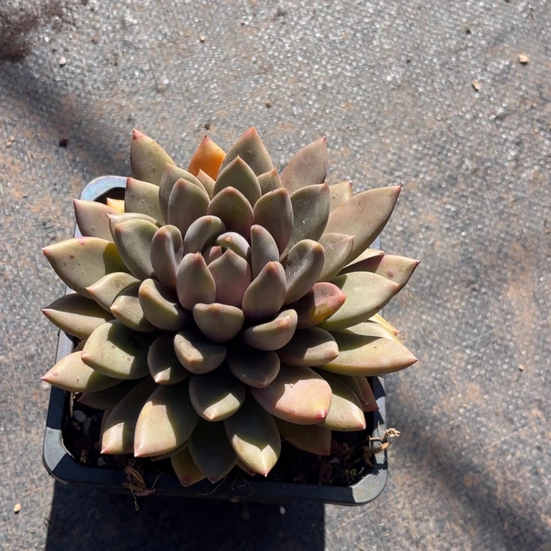 小雨多肉彩虹象牙