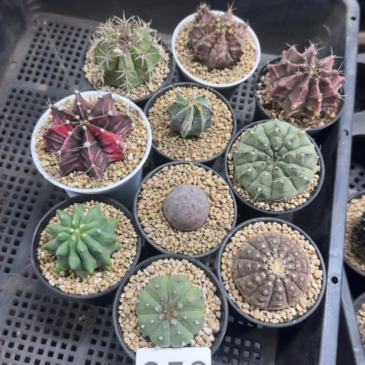 858一套10盆带盆土发货