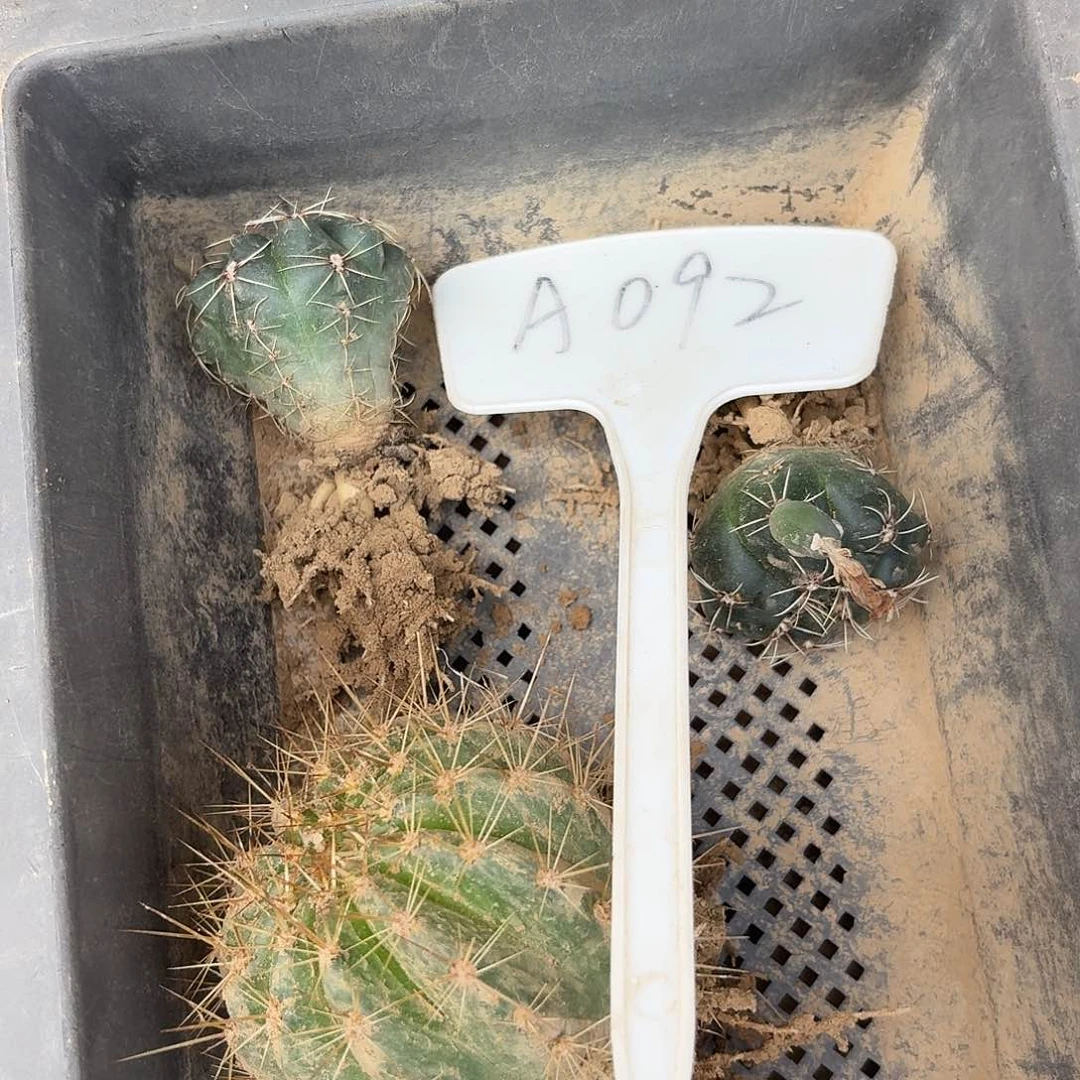 m***lA092,荣耀一颗瑕疵歪头