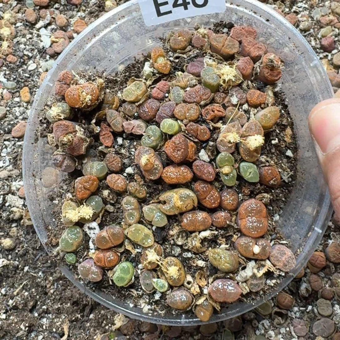 E46。 风铃混合一盒。好看