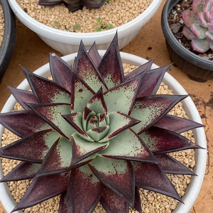 D255- 直播福利 乌木