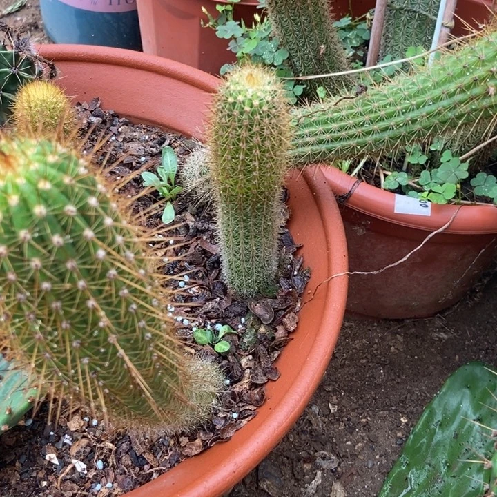 金妞时光一棵无侧芽高大约19公分