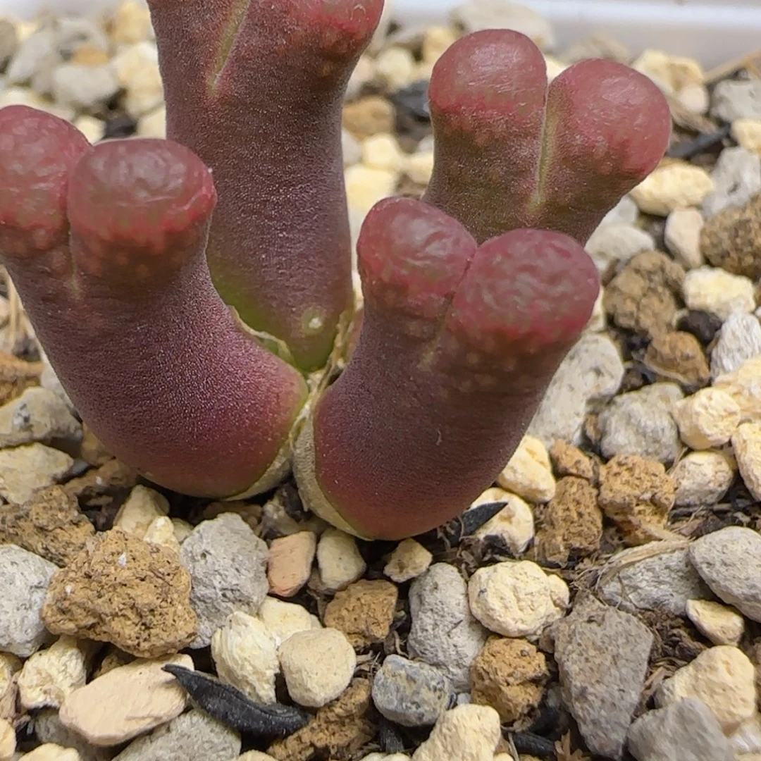极光风铃多肉植物一颗