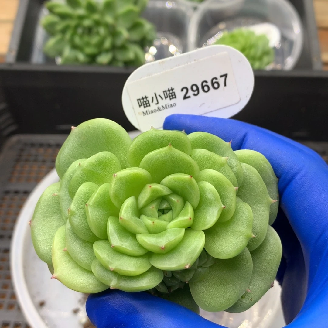 多肉植物麦秆珍妮