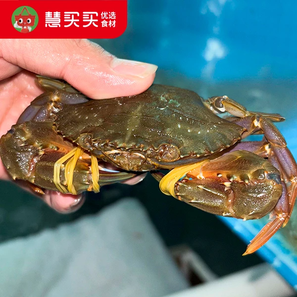 深海野生石头蟹（到手1000g）新鲜海捕肉质鲜甜顺丰包邮冰鲜发货包鲜不包活野生有大有小