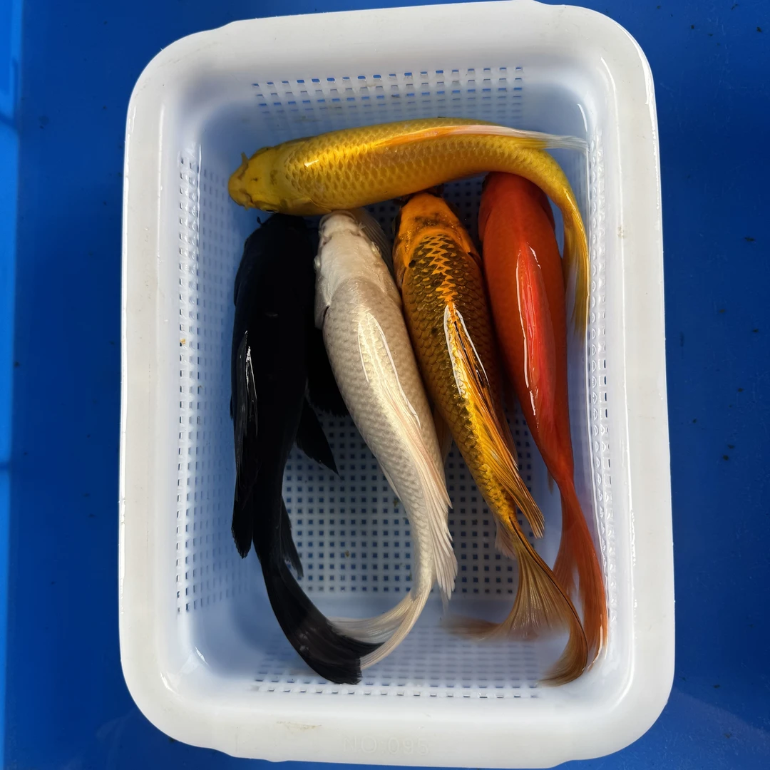 锦鲤鹦鹉 1红鹦鹉1金松1黄1白1黑（17-20厘米）5条观赏鱼非一物一拍