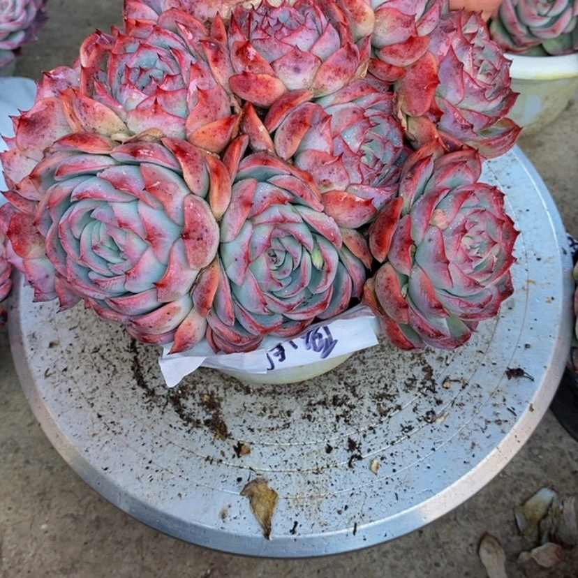 【闪购商品】执**?多肉植物的