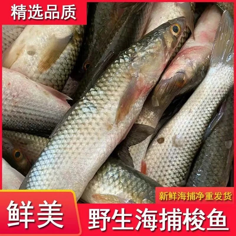 渤海湾鲜梭鱼5斤
