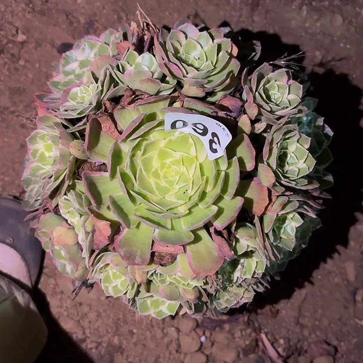 360万花筒多肉植物不售后