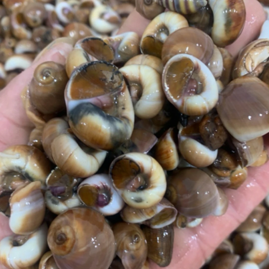 渤海湾小香螺（本地野生鲜活小香螺3斤）辣炒专用/顺丰包邮