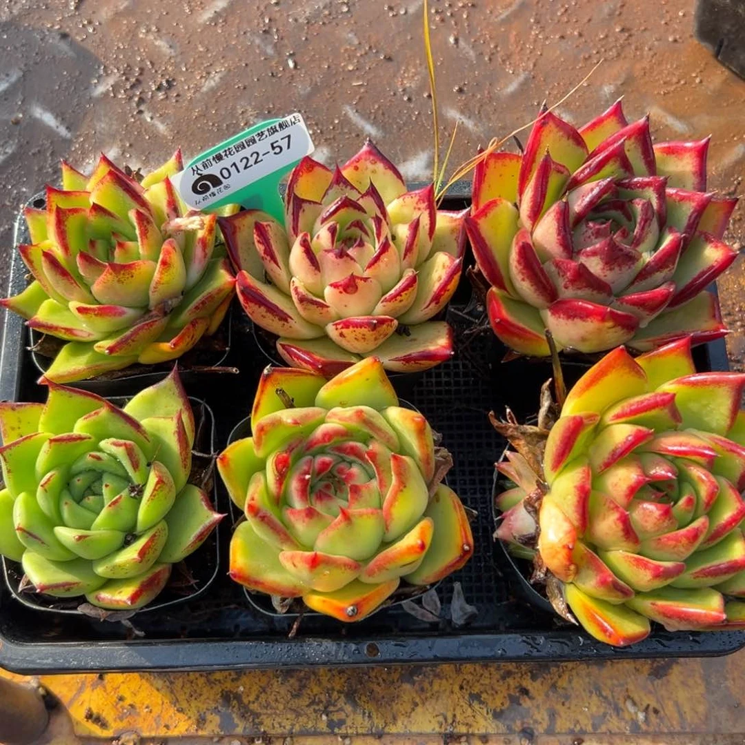 多肉精选编号0122.57