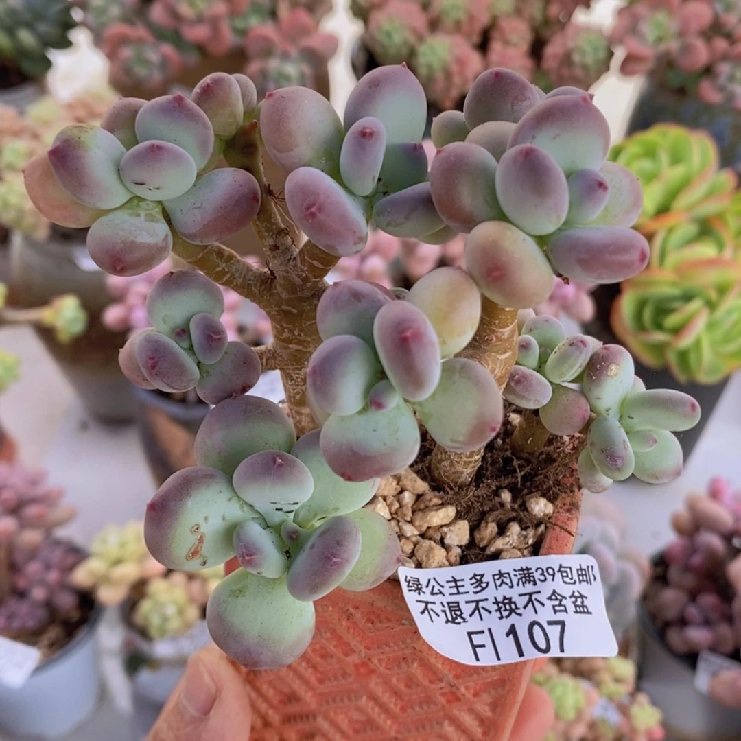苹果奶树9cm107多肉植物