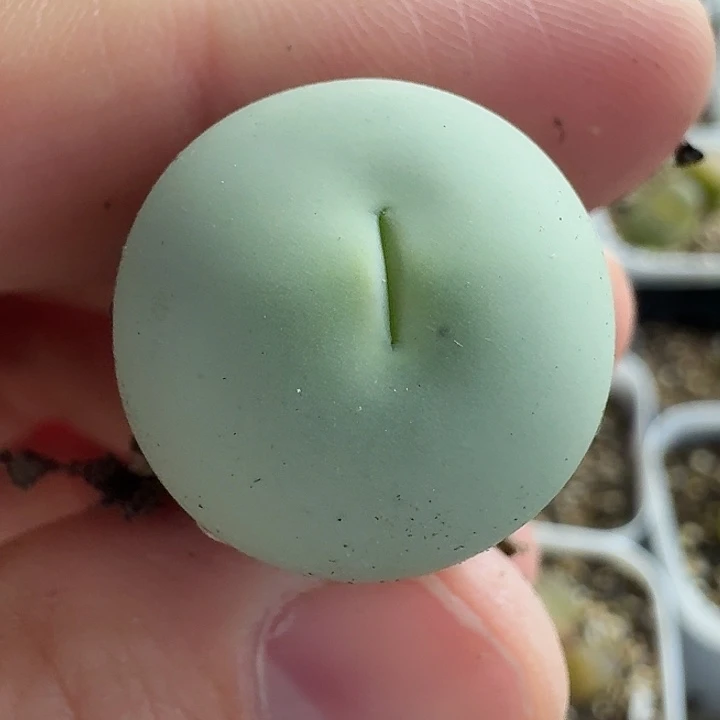 老马生石花鸽子蛋1567