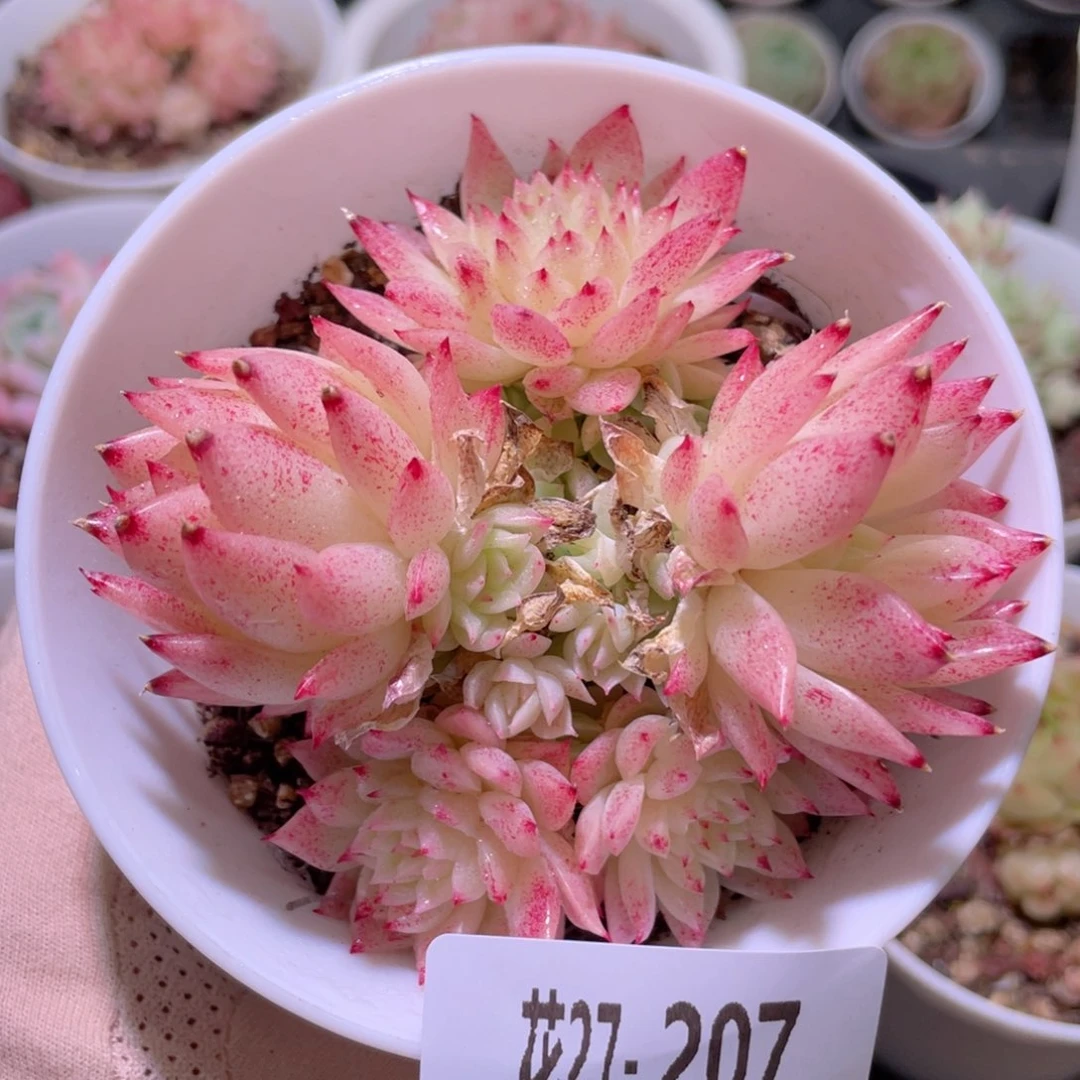 花利美27-207麦秆群
