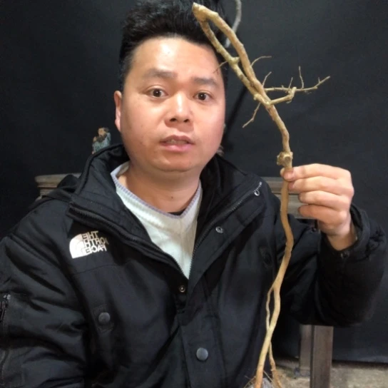 盆景素材盆栽绿植