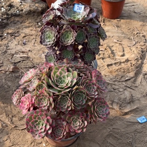 888多肉植物组合，
