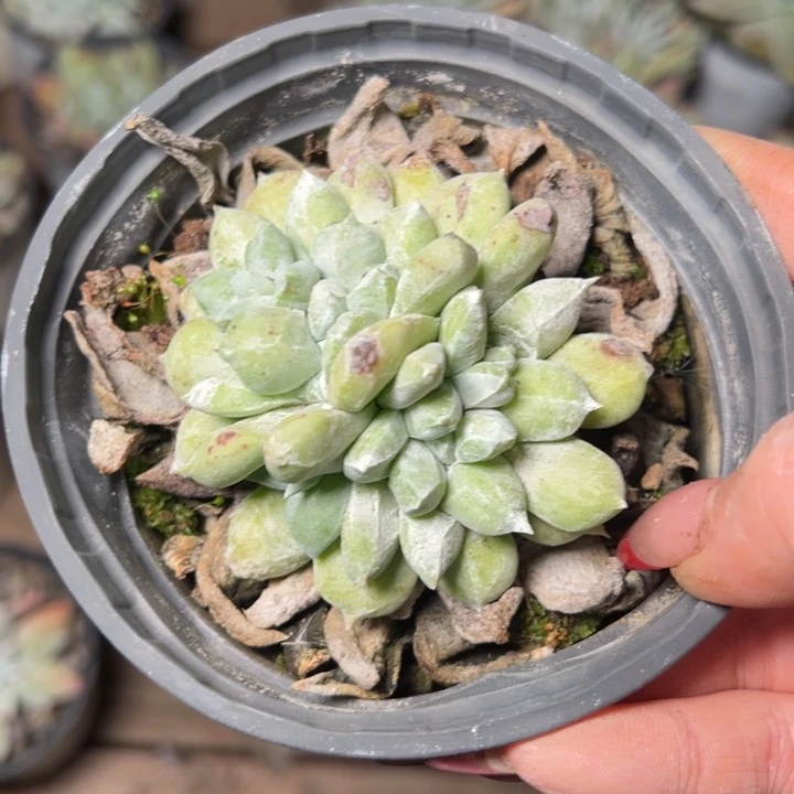 236哈哈哈哈哈哈哈哈